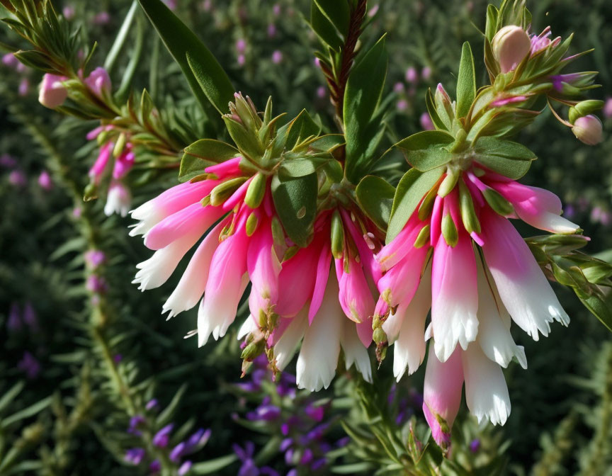 Vibrant pink bell-shaped flowers with green foliage.