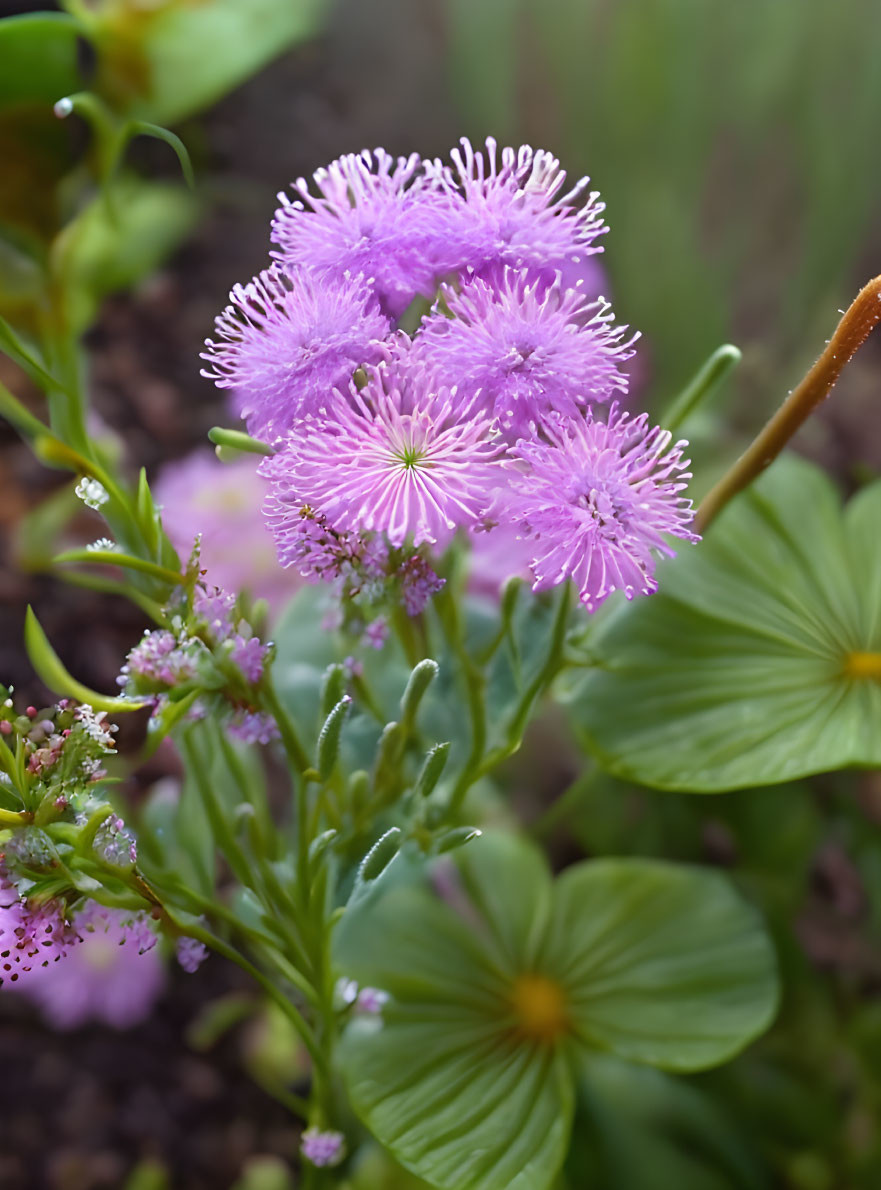 Frilly Edged Purple Flowers with Prominent Stamens and Heart-Shaped Leaves