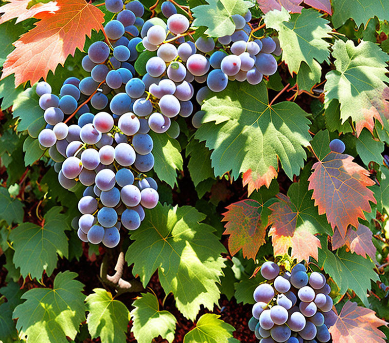 Ripe Purple Grapes Clusters on Vine with Green Leaves