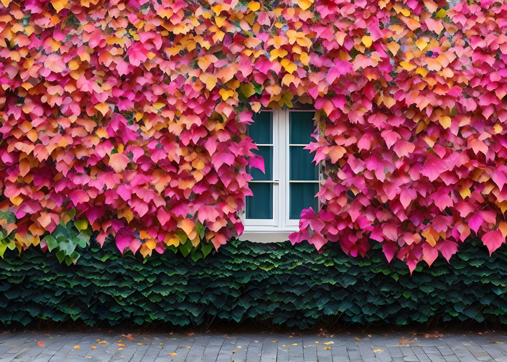 Vibrant ombre ivy leaves transition from green to red in single window view