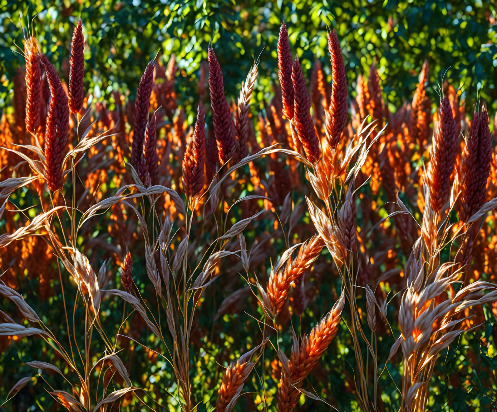 Amber-tinted wheat sheaves in sunlight with lush green backdrop