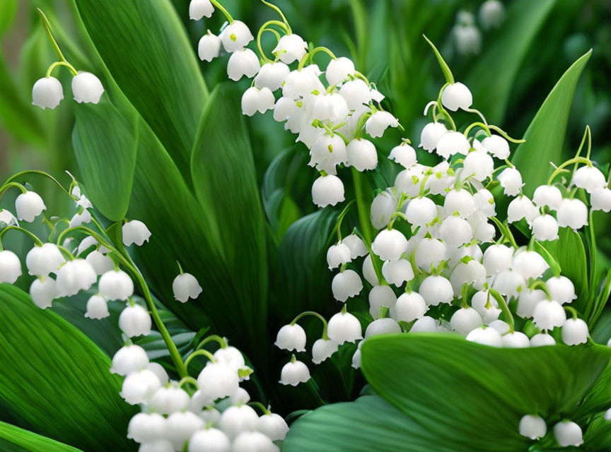 White Lily of the Valley flowers with green leaves in garden setting.