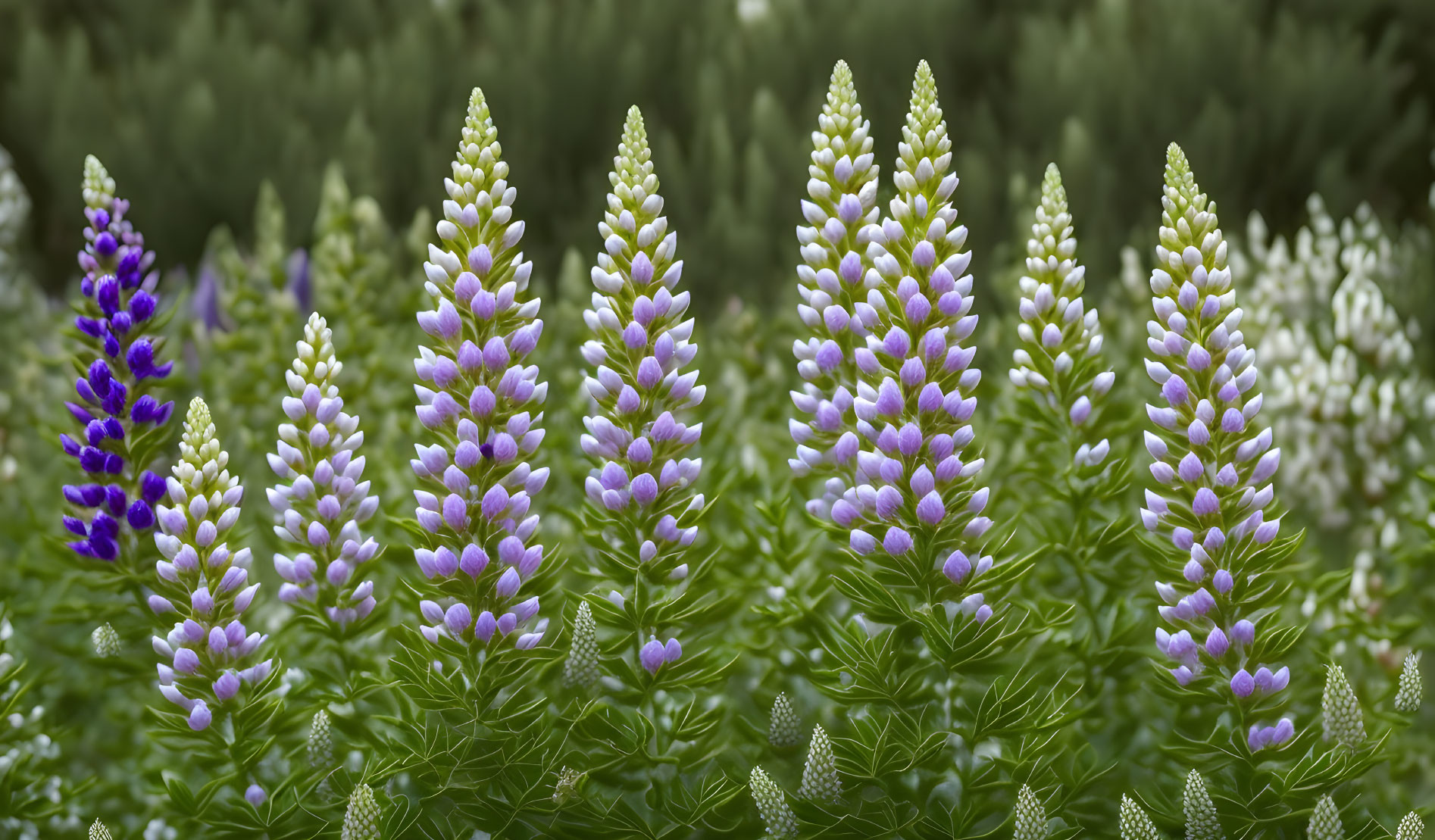 Panoramic View of Blooming Purple Lupine Flowers