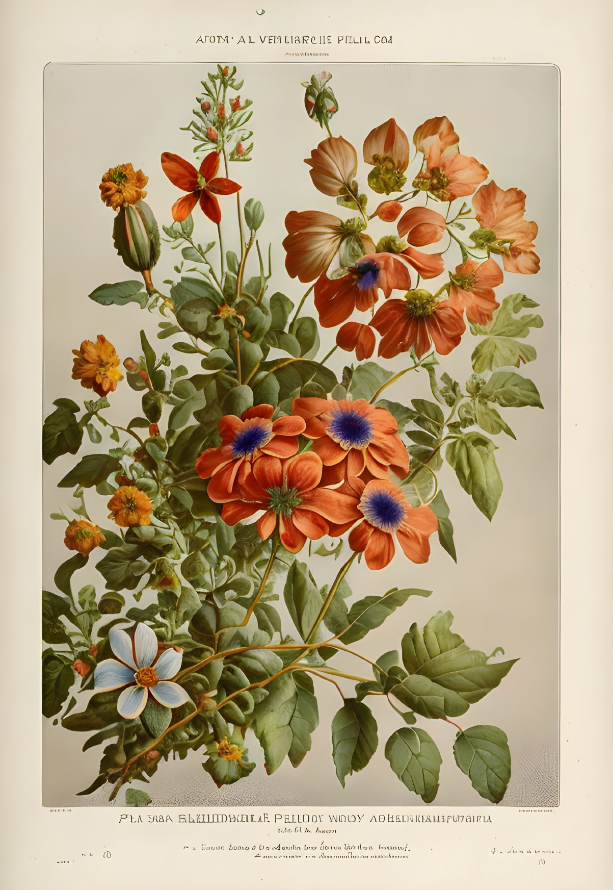 Detailed vintage botanical illustration of orange and red flower bouquet.