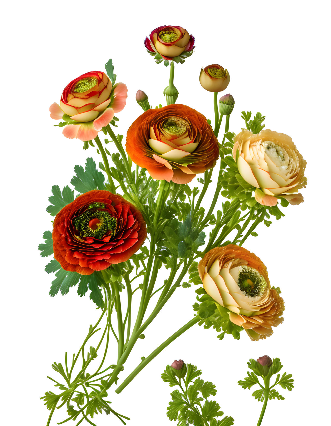 Colorful Ranunculus Flowers in Different Stages Against White Background