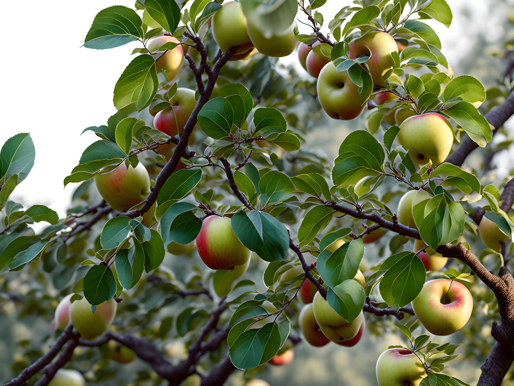 Ripe apples on tree branches with green leaves and blurred background