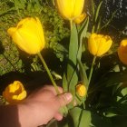 Hand arranging vibrant bouquet of yellow roses with purple flowers on dark background