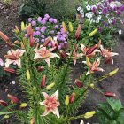 Colorful Blooming Tulip Garden with Stone Column Border