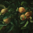 Yellow Pears Hanging Among Green Leaves in Orchard