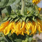 Vibrant sunflower in bloom under sunlight in a sunflower field