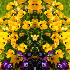 Yellow Flowers with Purple Accents and Bees on Blurred Green Background