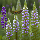 Monarch butterfly on vibrant purple lupine flowers in lush greenery