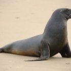 Dark Brown Coat Glossy Seal Resting on Sandy Beach