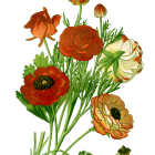 Colorful Ranunculus Flowers in Different Stages Against White Background