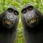 Chimpanzees with blue facial markings in lush green foliage