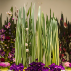 Vibrant tulips with glass grass sculptures in soft light