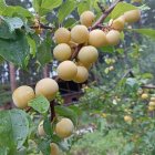 Apple tree with ripe and unripe apples and green leaves