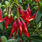 Bright Red and Pink Fuchsia Flowers with Green Foliage