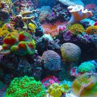 Colorful Coral Reef Displaying Marine Biodiversity