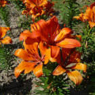 Vibrant orange lilies in lush garden with greenery and pink flowers.