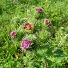 Vibrant Purple Thistle Flowers with Spiny Green Foliage