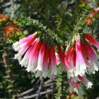 Vibrant pink bell-shaped flowers with green foliage.