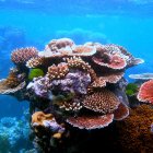 Colorful Marine Organism in Vibrant Underwater Scene