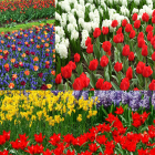 Colorful Tulip Garden Scene with Patterned Pillow on Bench