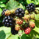 Fresh Blackberries and Green Berries on Sunlit Bush