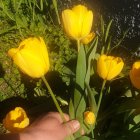 Hand arranging vibrant yellow roses on rustic wooden background