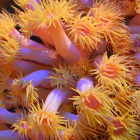 Colorful Orange and Purple Coral with White-Tipped Anemones