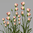 Pink-tipped white roses on grey background.