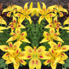 Vibrant Yellow Lilies with Brown Speckles in Garden