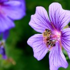 Vibrant purple flowers with golden stamens on blurred green backdrop