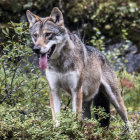 Realistic digital art: Large wolf in lush forest with ferns and moss-covered rocks