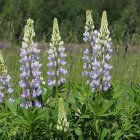 Panoramic View of Blooming Purple Lupine Flowers