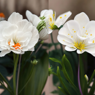 Delicate white flowers with orange-tipped stamens among green leaves