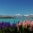 Serene landscape with blue lake, purple flowers, snow-capped mountains