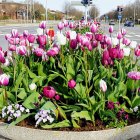 Pink and white blooms in vibrant flower bed with concrete border, blossoming trees under clear sky