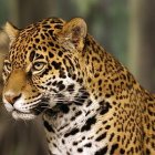 Majestic jaguar with vibrant orange fur and black spots in green foliage.