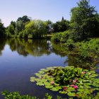 Serene Lake Scene with Lily Pads and Reflections