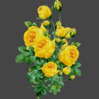 Vibrant Yellow Roses in Vertical Composition