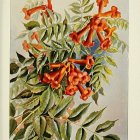 Detailed vintage botanical illustration of orange and red flower bouquet.