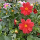 Colorful Garden with Red, Pink, and Yellow Flowers in Lush Green Surroundings