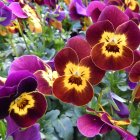 Colorful Garden with Purple and Red Flowers and Yellow Centers