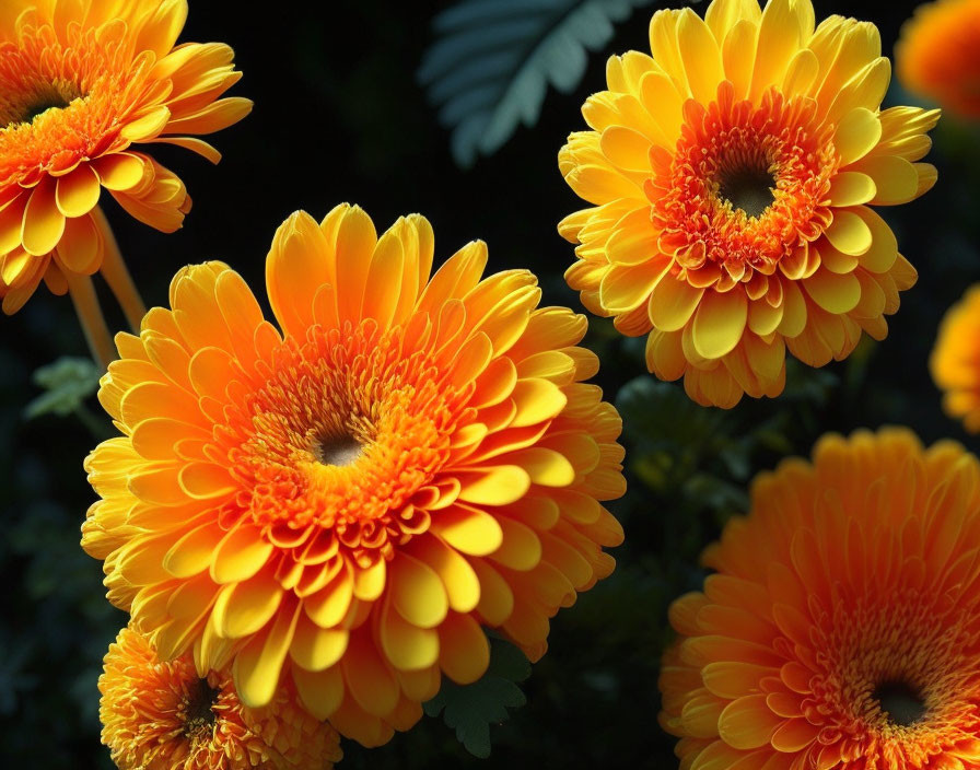 Vibrant Orange Gerbera Flowers with Yellow Petals and Green Foliage