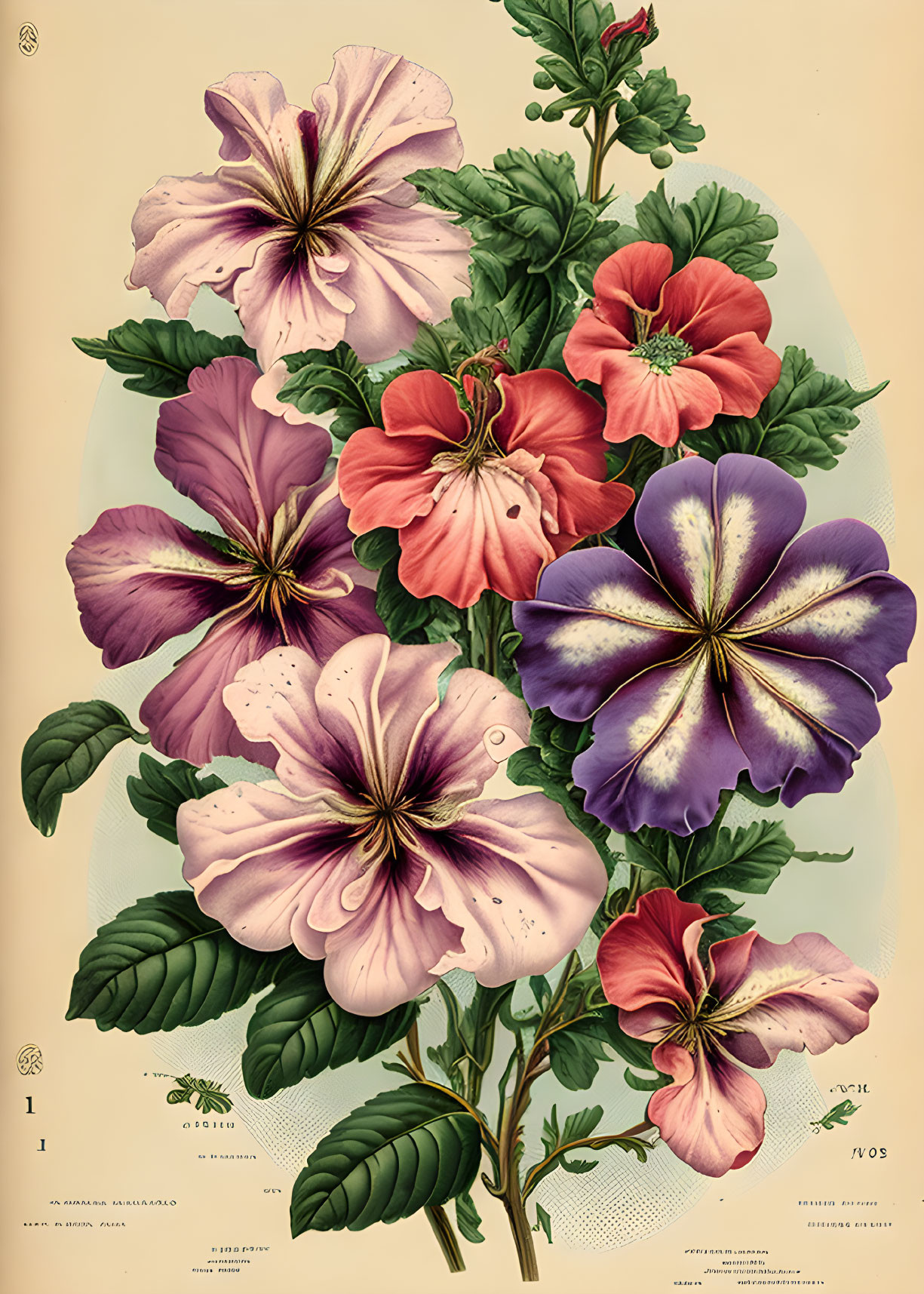 Colorful Vintage Botanical Illustration of Pink, Purple, and Red Flowers