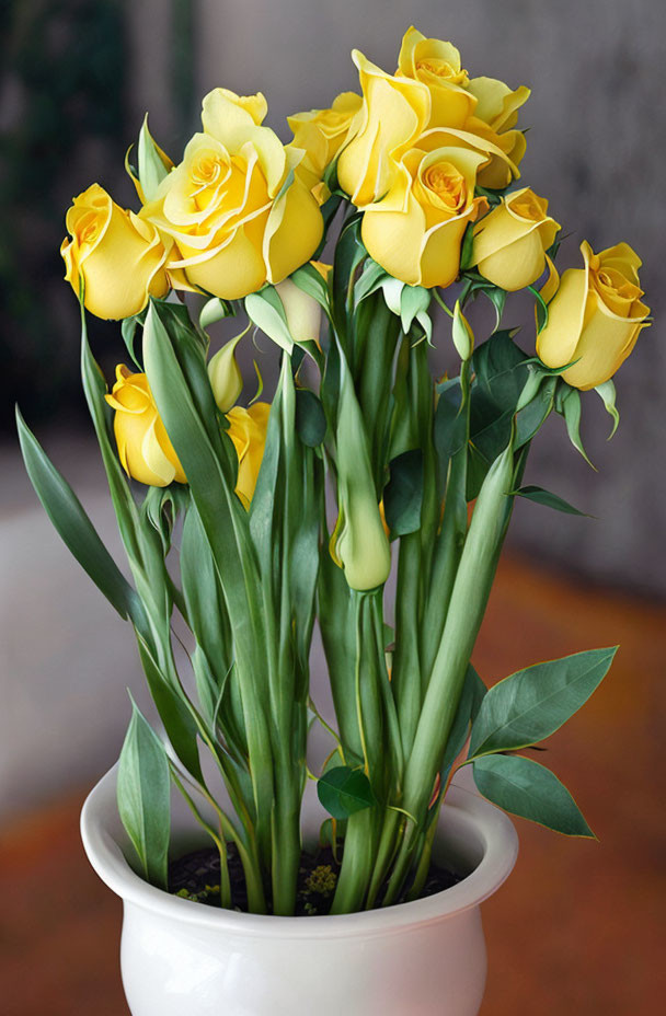 Vibrant Yellow Roses in Full Bloom in White Pot