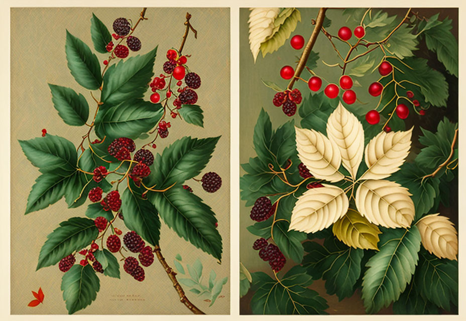 Botanical illustrations of branches with leaves and berries, one ripe red, the other turning red