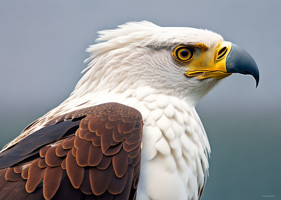 Bald eagle close-up: yellow eyes, hooked beak, brown & white feathers